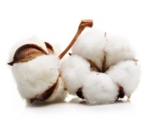 Cotton