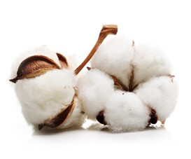 Cotton